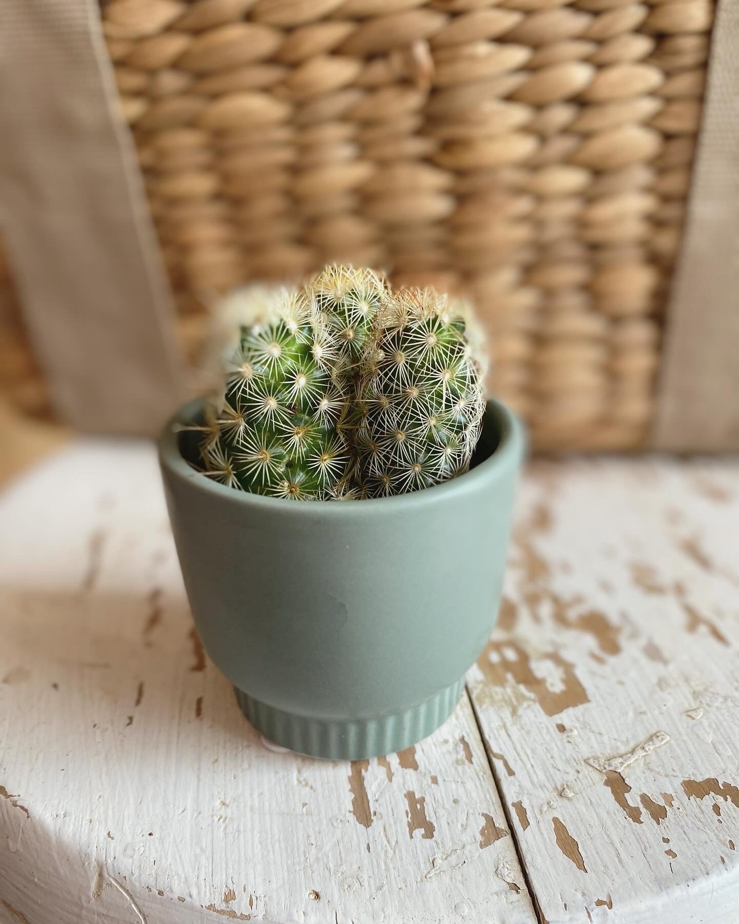 Mini Cactus