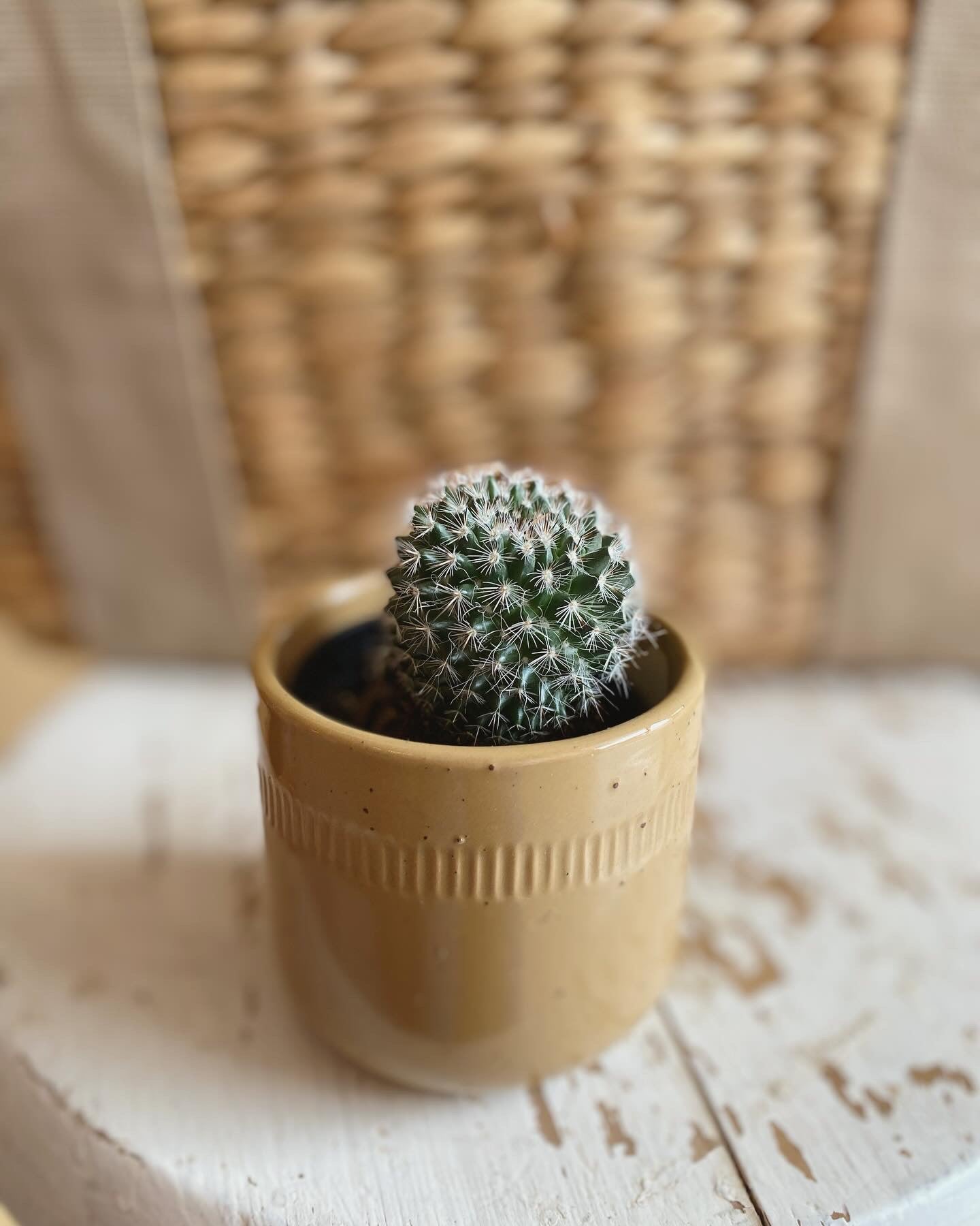 Mini Cactus