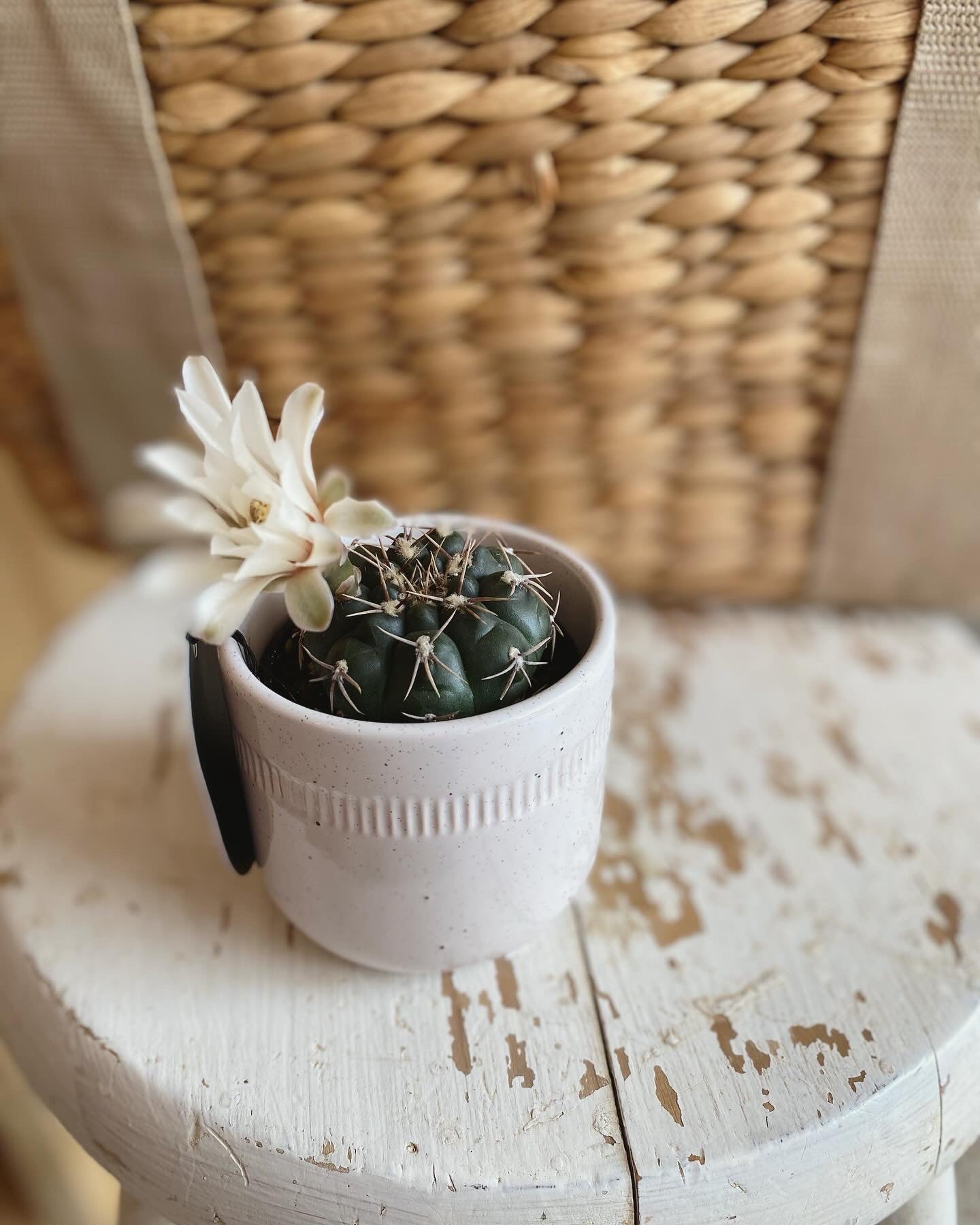 Mini Cactus