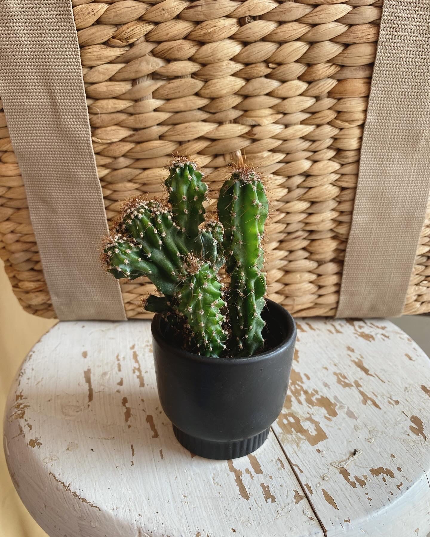 Mini Cactus