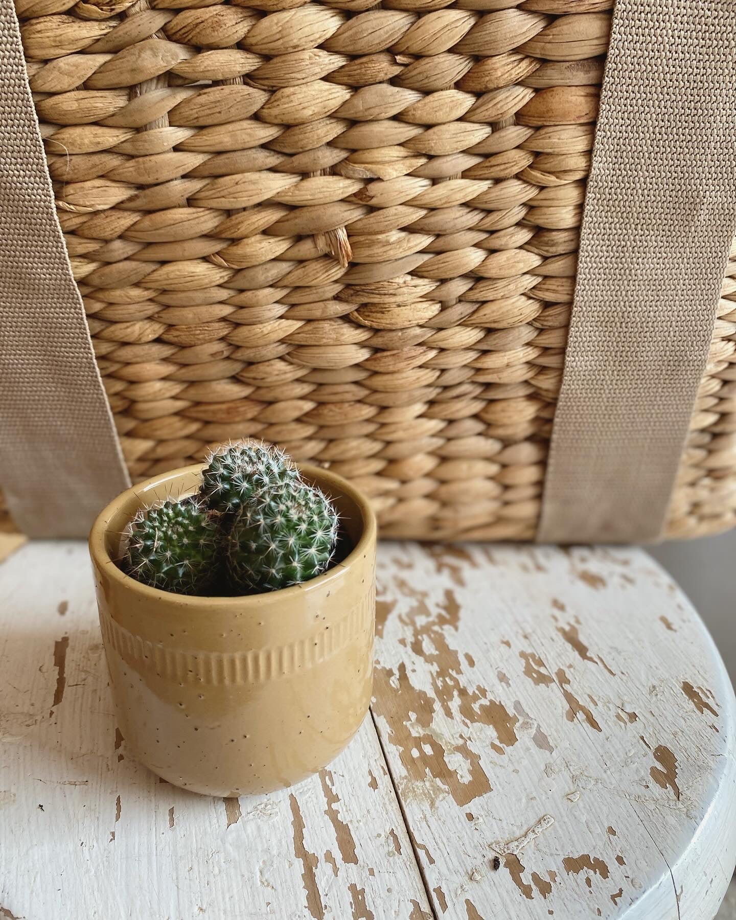 Mini Cactus