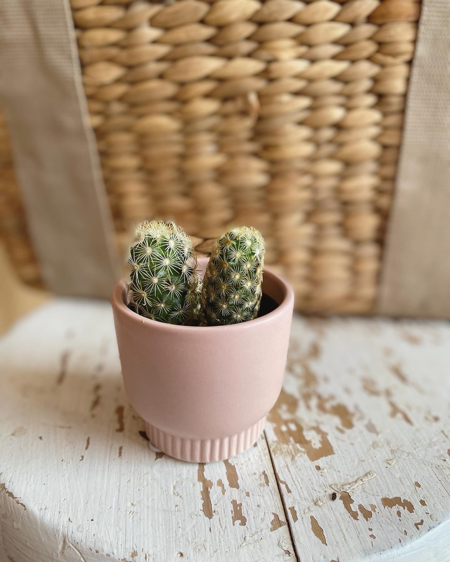 Mini Cactus