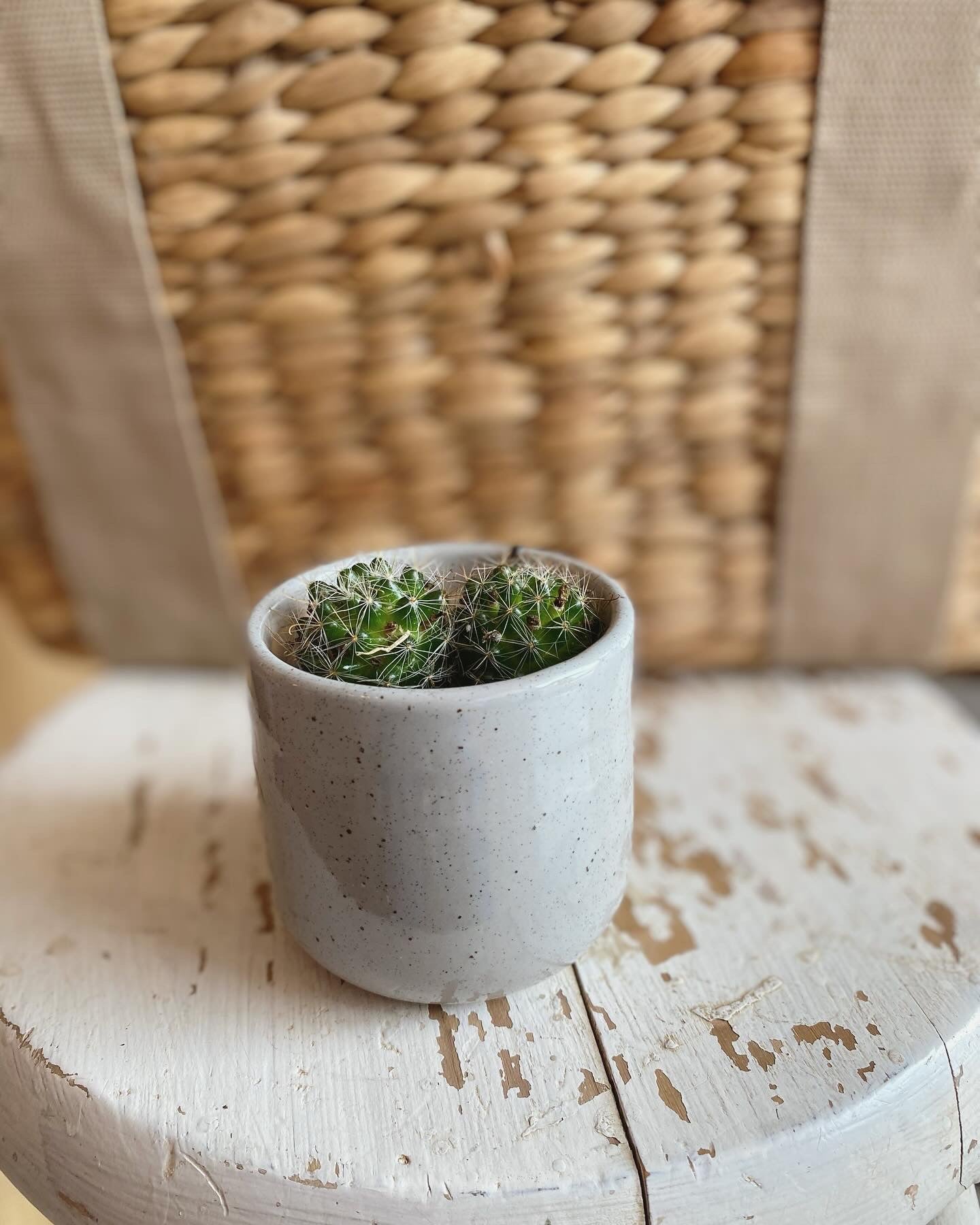 Mini Cactus