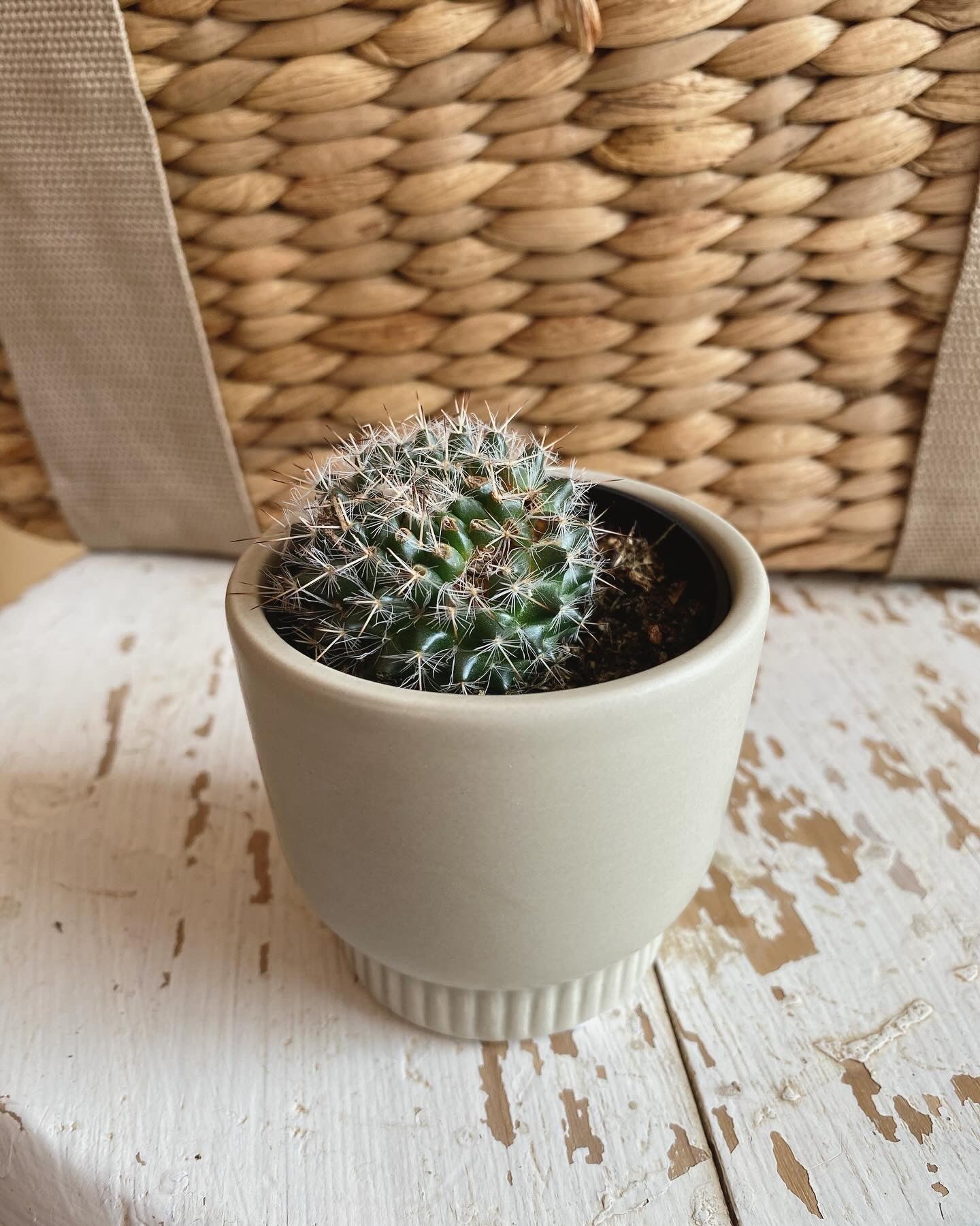 Mini Cactus